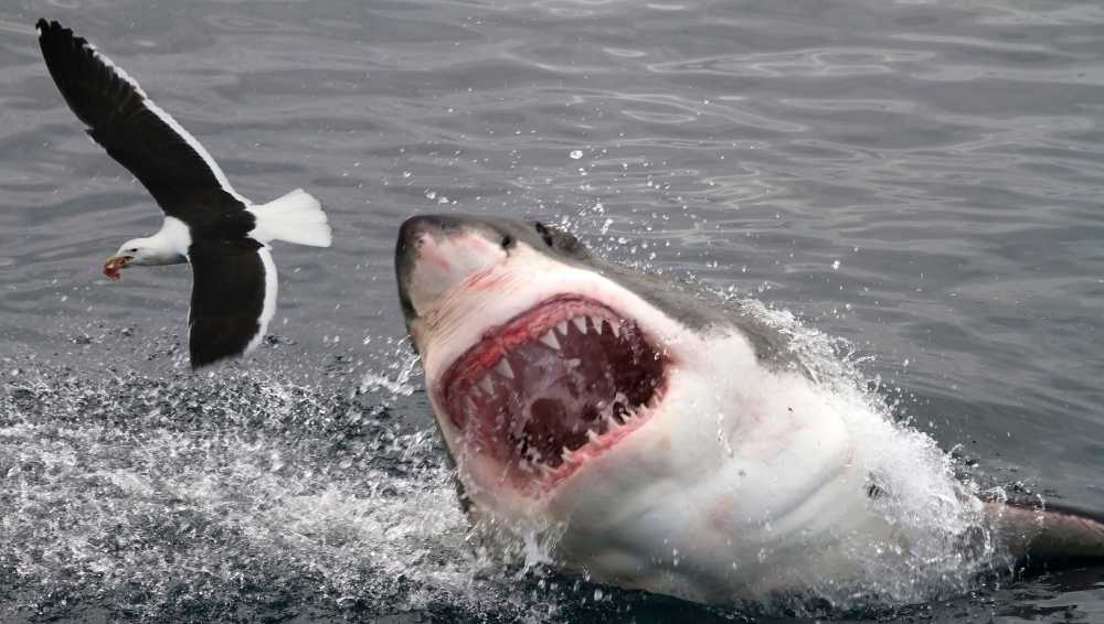 Sharks can Smell Blood in Water